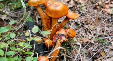 Mlynáři jsou ideální houby na nakládání a nakládání